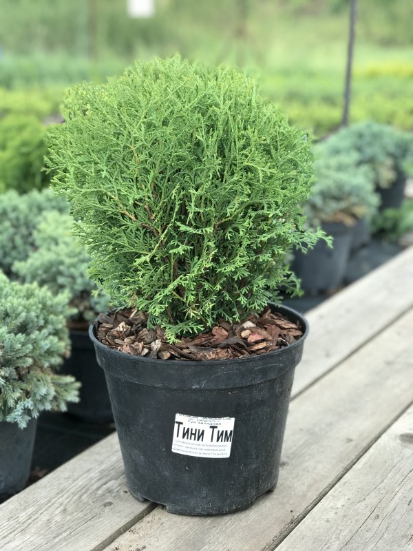 Thuja occidentalis little giant