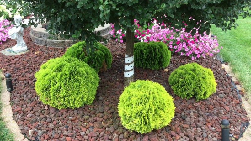 Туя Западная `тайни тим` Thuja occidentalis `tiny tim`