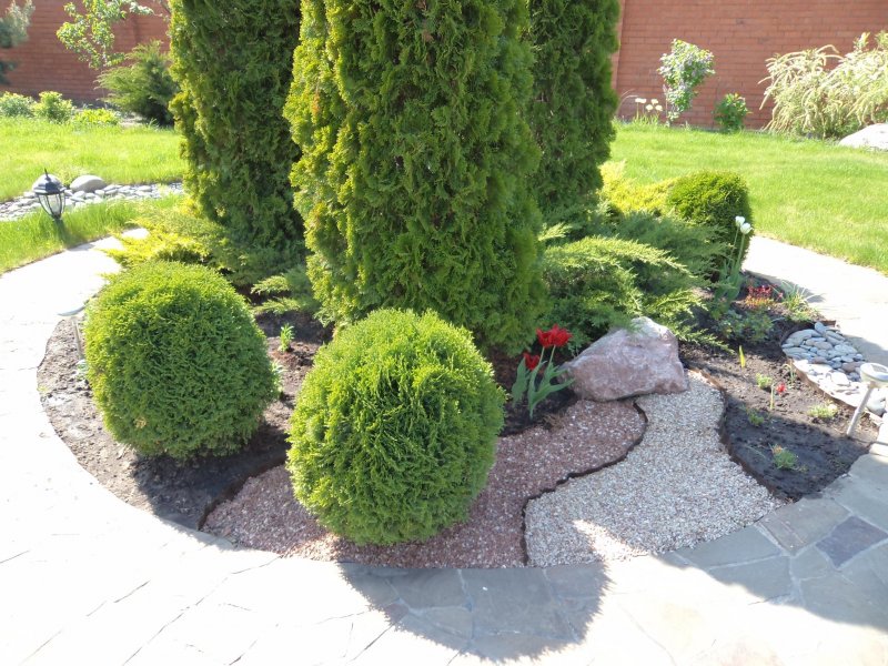 Туя Западная Thuja occidentalis tiny tim