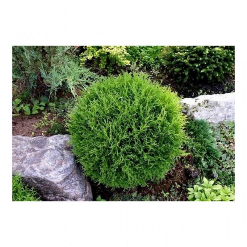Thuja occidentalis tiny tim