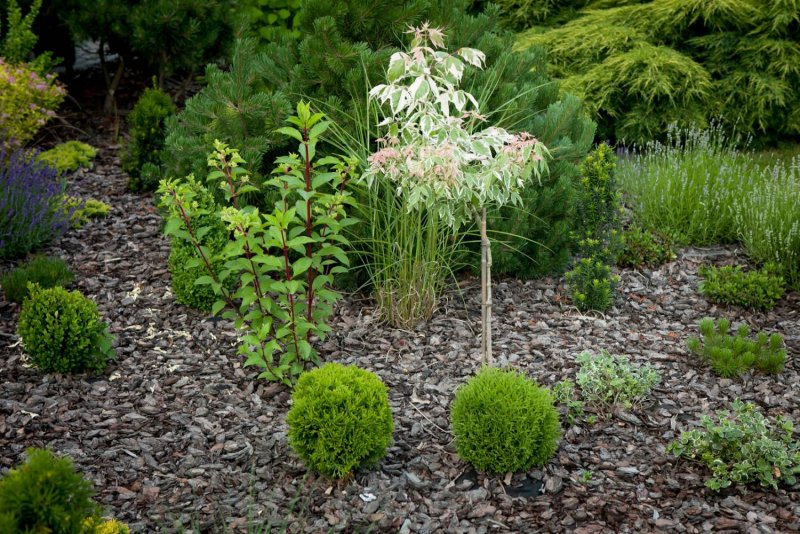 Thuja occidentalis tiny tim в композиции