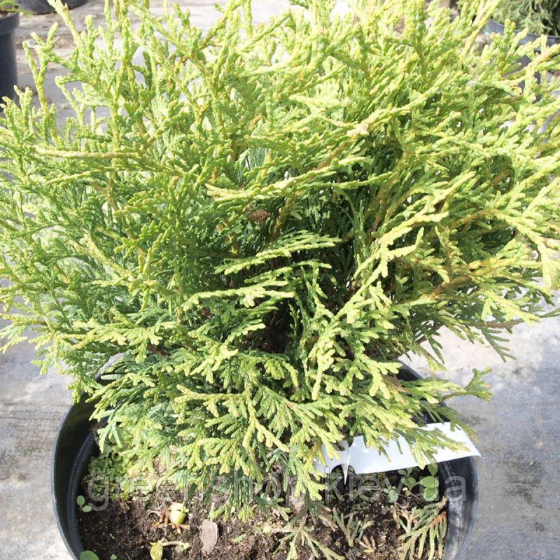 Thuja occidentalis Teddy туя Западная Тедди
