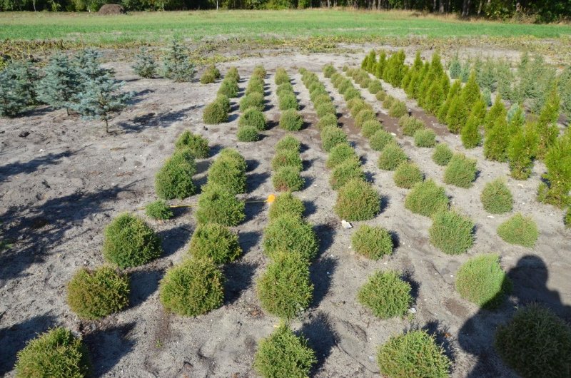 Туя Западная `тайни тим` Thuja occidentalis `tiny tim`