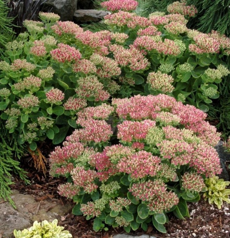 Очиток Видный (Sedum spectabile `Carmen`)