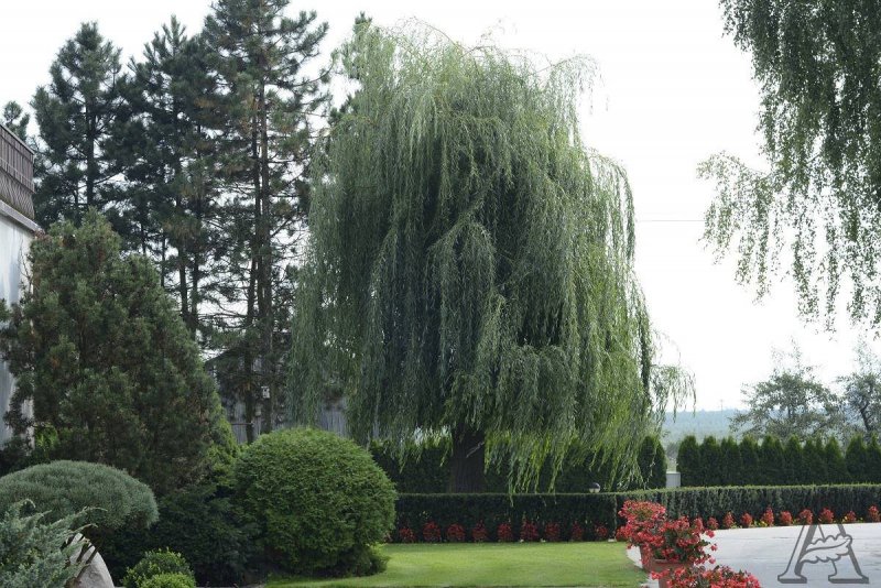 Ива белая Тристис Salix Alba `tristis`
