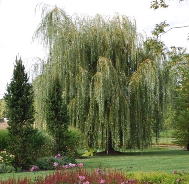Ива белая Тристис Salix Alba `tristis`