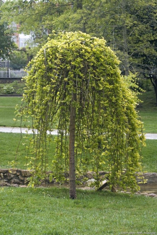 Ива Козья pendula