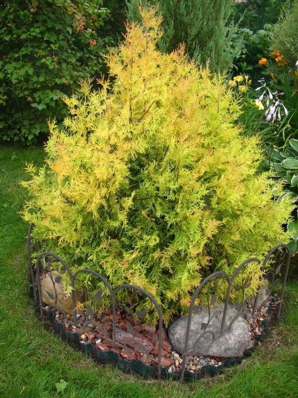 Thuja occidentalis Rheingold