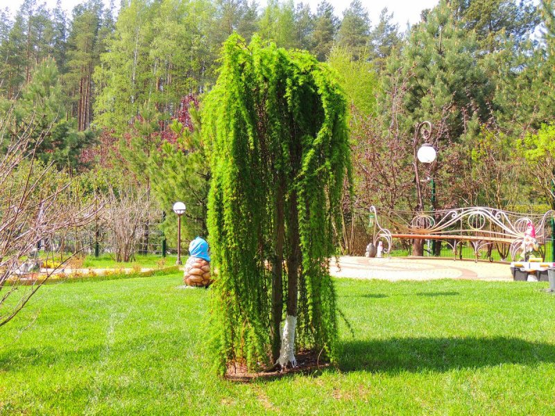 Лиственница плакучая