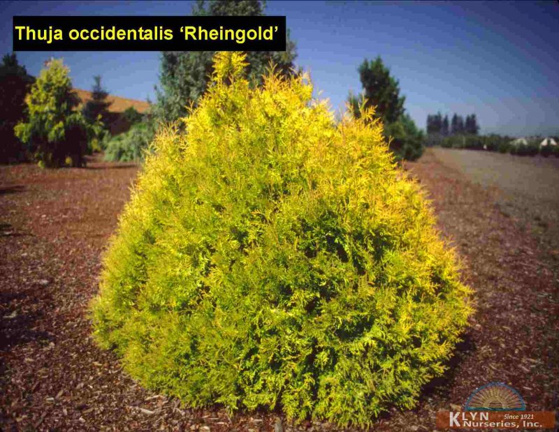 Туя occidentalis Rheingold