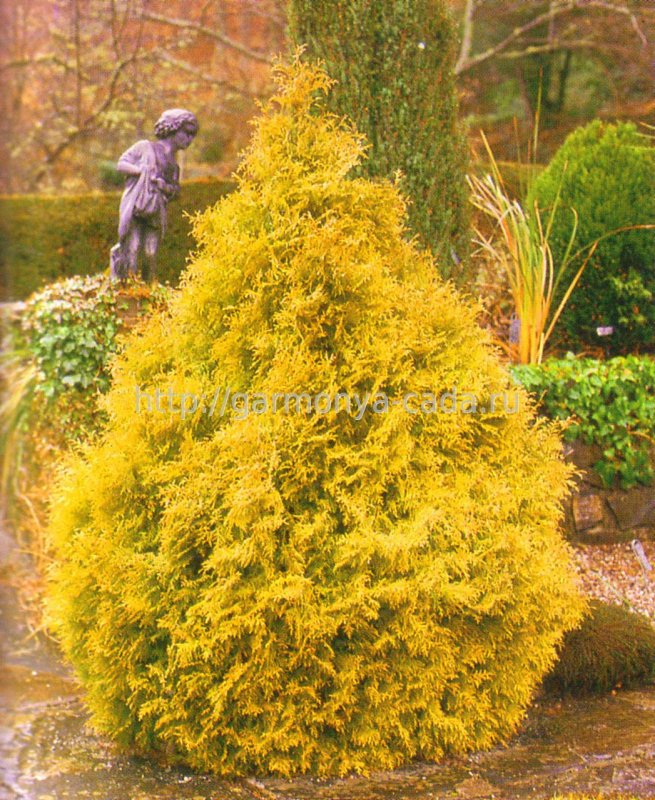 Туя Западная (Thuja occidentalis Rheingold p9)