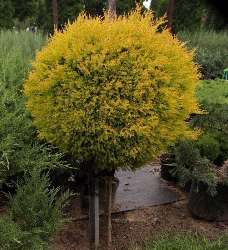 Туя Западная Рейнголд Thuja occidentalis Rheingold