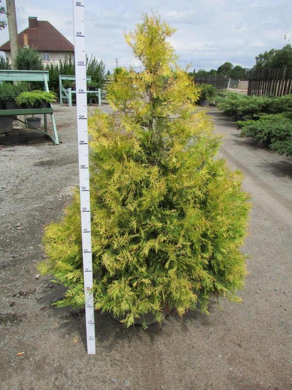 Thuja occidentalis Rheingold