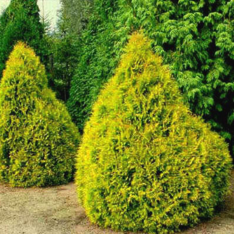 Туя Западная Рейнголд Thuja occidentalis Rheingold