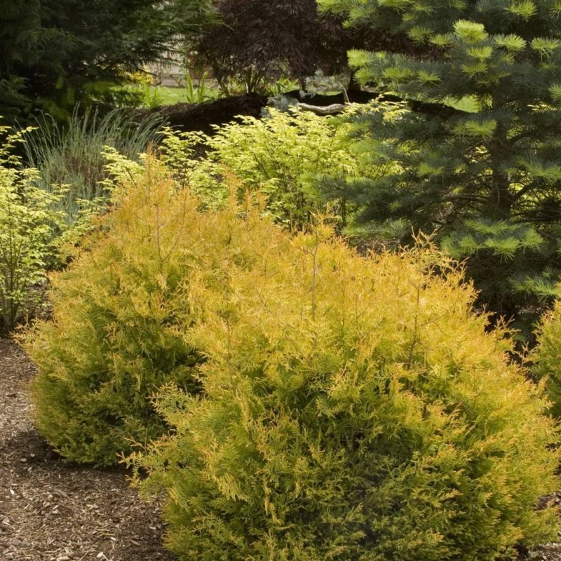 Thuja occidentalis Рейнгольд