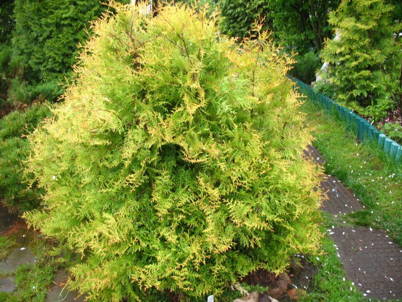 Туя Thuja occidentalis Rheingold