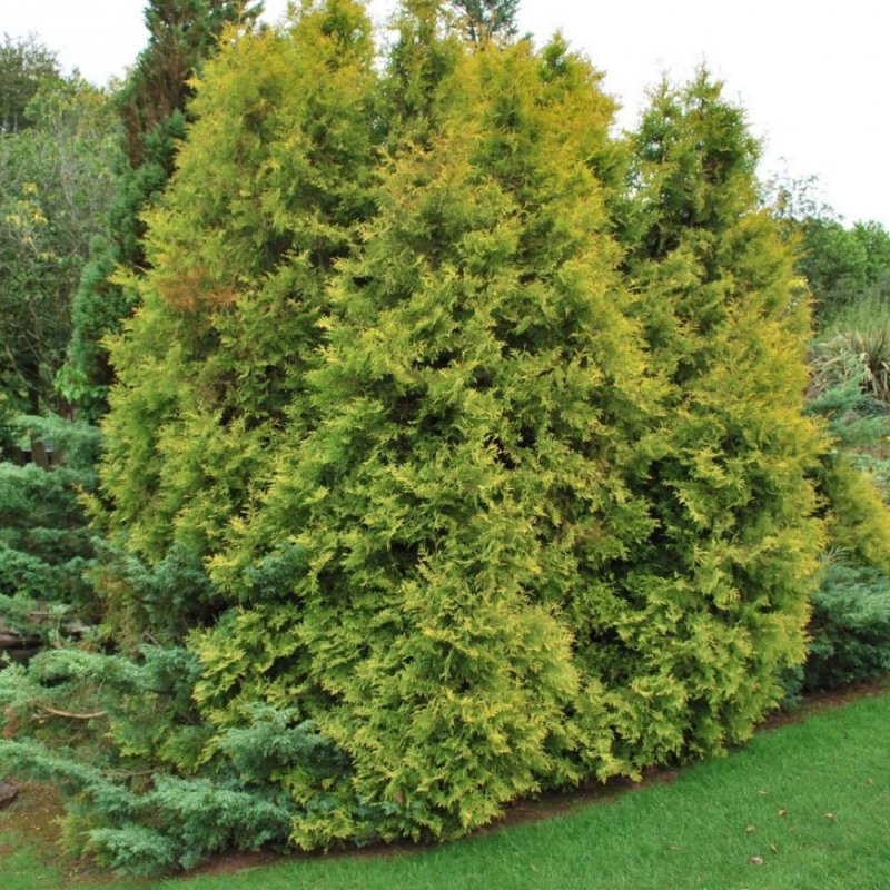 Туя Западная - Thuja occidentalis 'Rheingold'