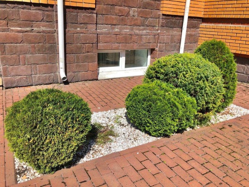 Thuja occidentalis Рейнгольд