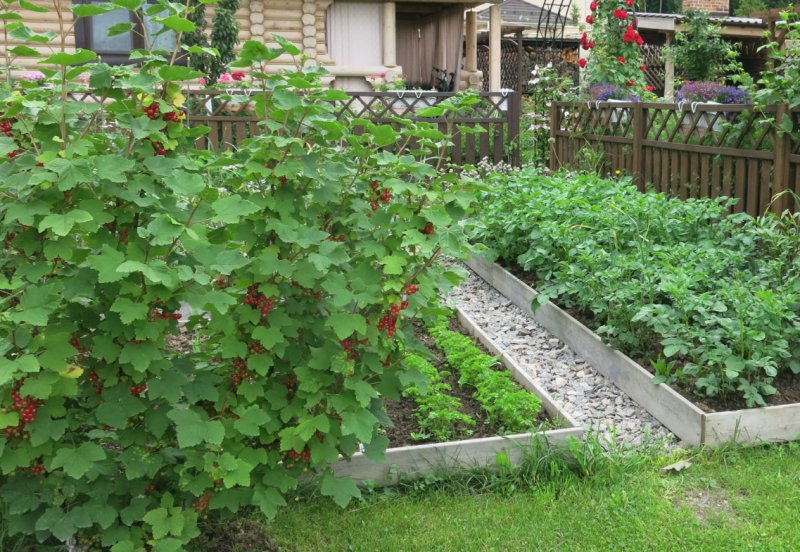 Малинник на дачном участке