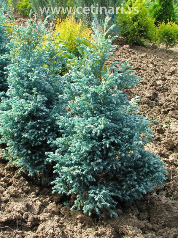Кипарисовик горохоплодный (Chamaecyparis pisifera Boulevard