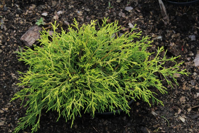 Chamaecyparis pisifera Boulevard