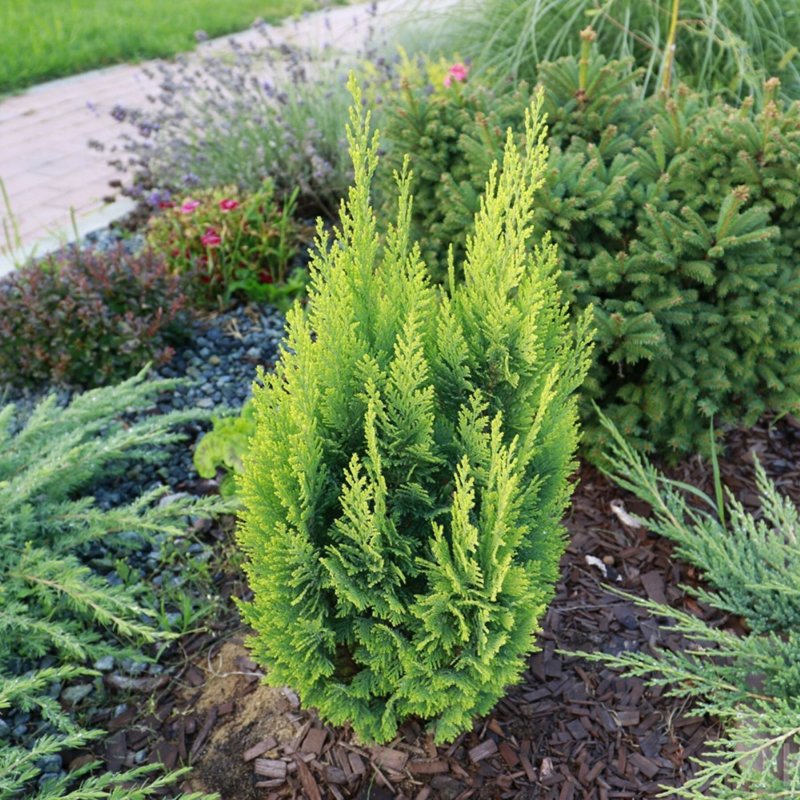 Chamaecyparis pisifera 'Snow'