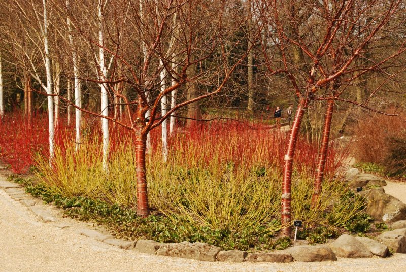 Cornus sibirica осень