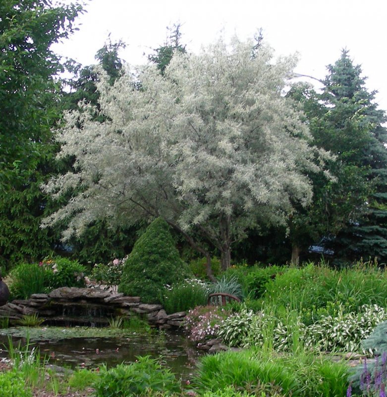 Лох серебристый (Elaeagnus argentea)