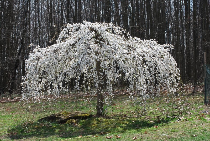 Черёмуха pendula