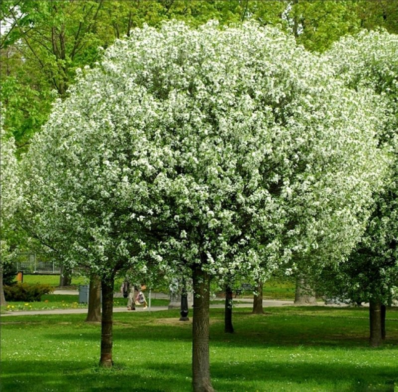 Prunus Eminens Umbraculifera вишня шаровидная