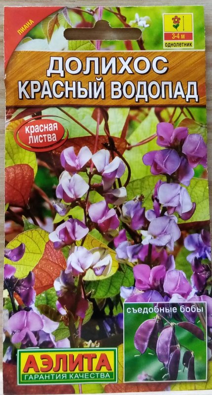 Долихос вьющаяся сирень