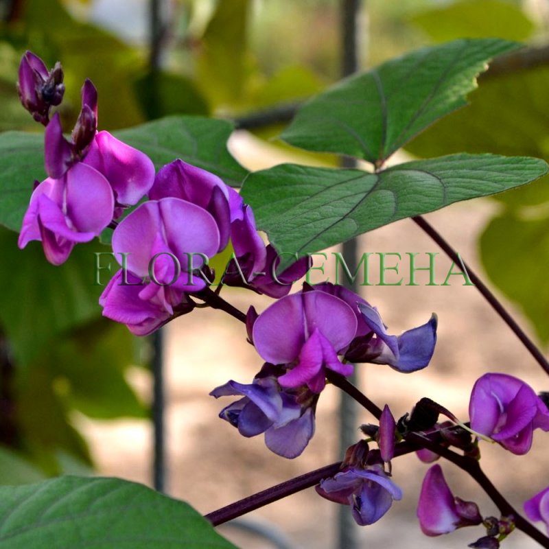 Purple Bean