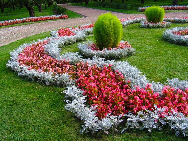 Кохия летний Кипарис