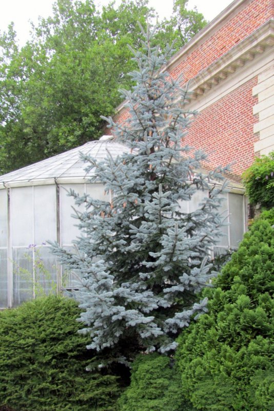 Кедр ливанский "Глаука" (Cedrus libani 'glauca')