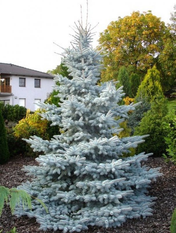 Picea pungens Хупси