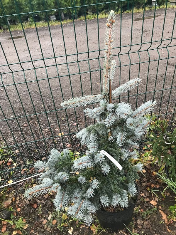 Ель колючая Хупси шишки