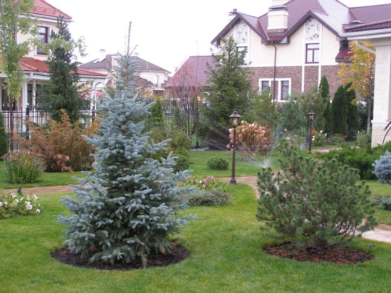 Ель Элеганс ландшафт