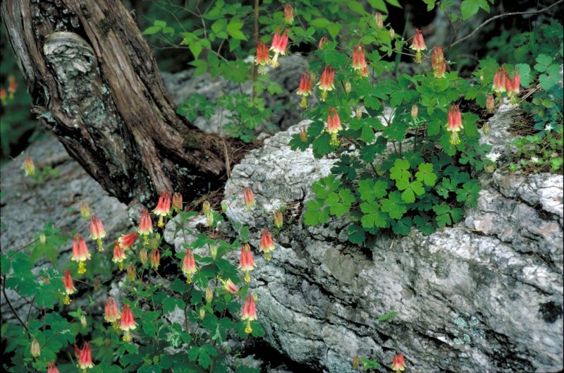 Aquilegia Winky Double Pink