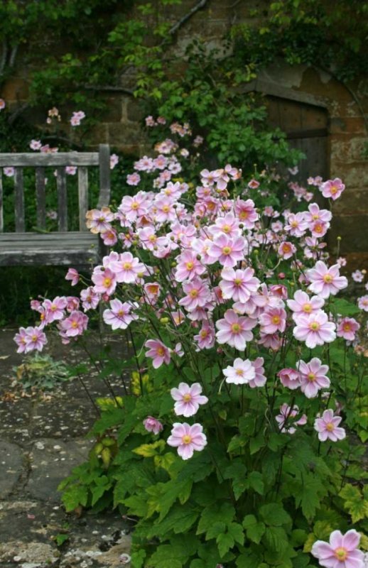 Анемона японская (Anemone hupehensis Prinz Heinrich c1)