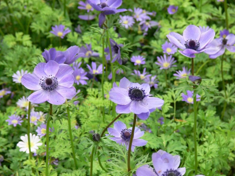 Анемона (ветреница) корончатая (Anemone coronaria)