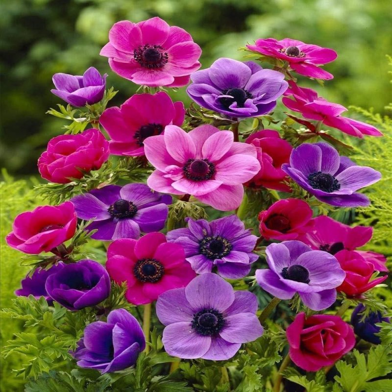 Анемона coronaria St. Brigid Mix