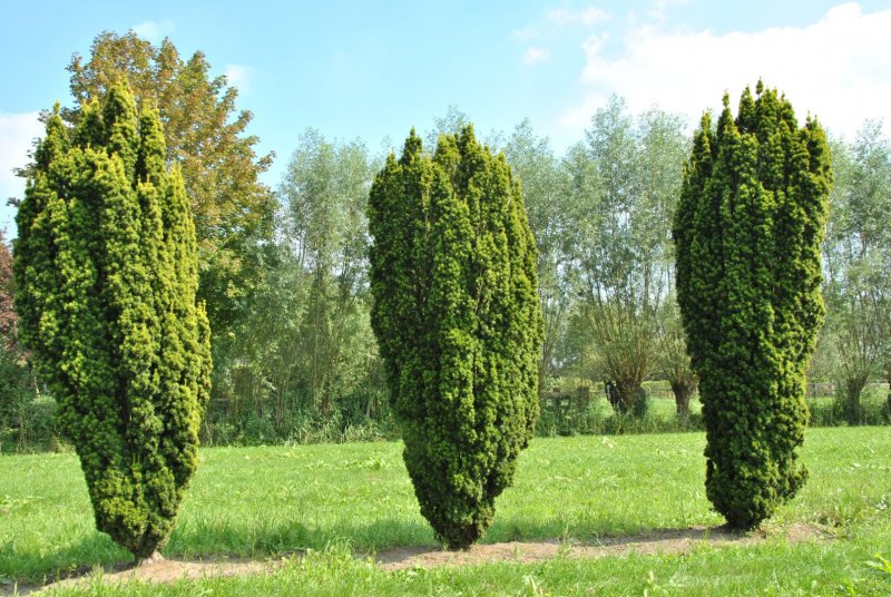 Тис ягодный Fastigiata Aurea