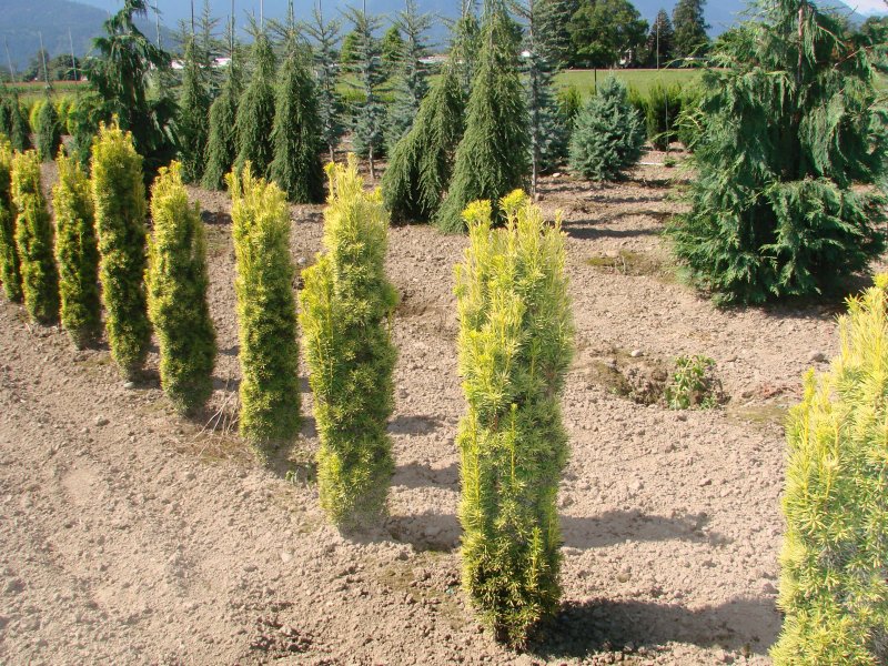 Taxus baccata Fastigiata