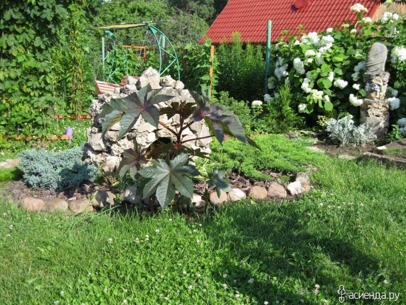 Клещевина в цветнике