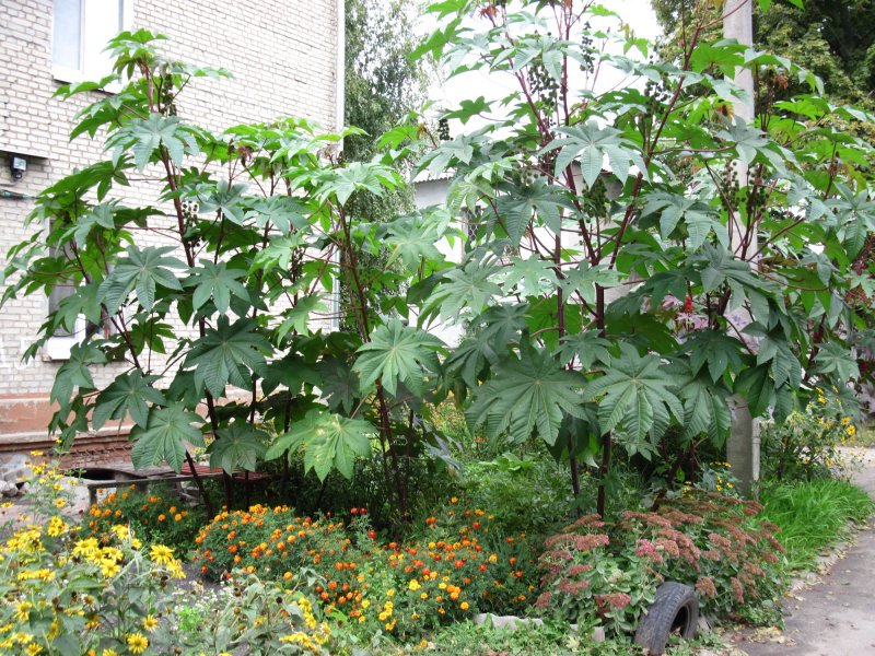 Клещевина Амарант