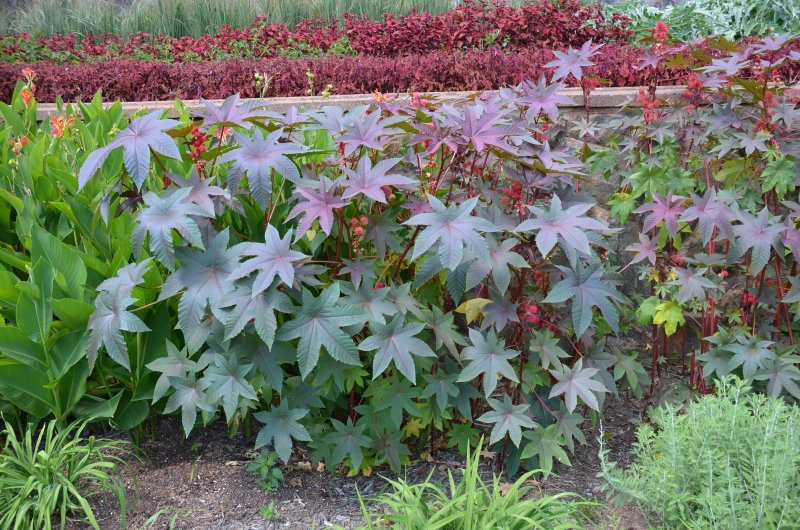 Castor Bean as a non conventional feedstuff