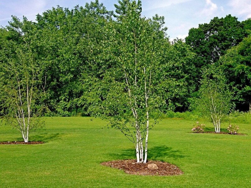 Береза бумажная Betula papyrifera