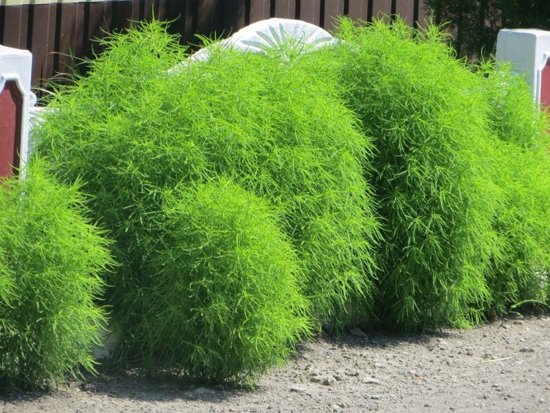 Кохия веничная (Kochia Scoparia)