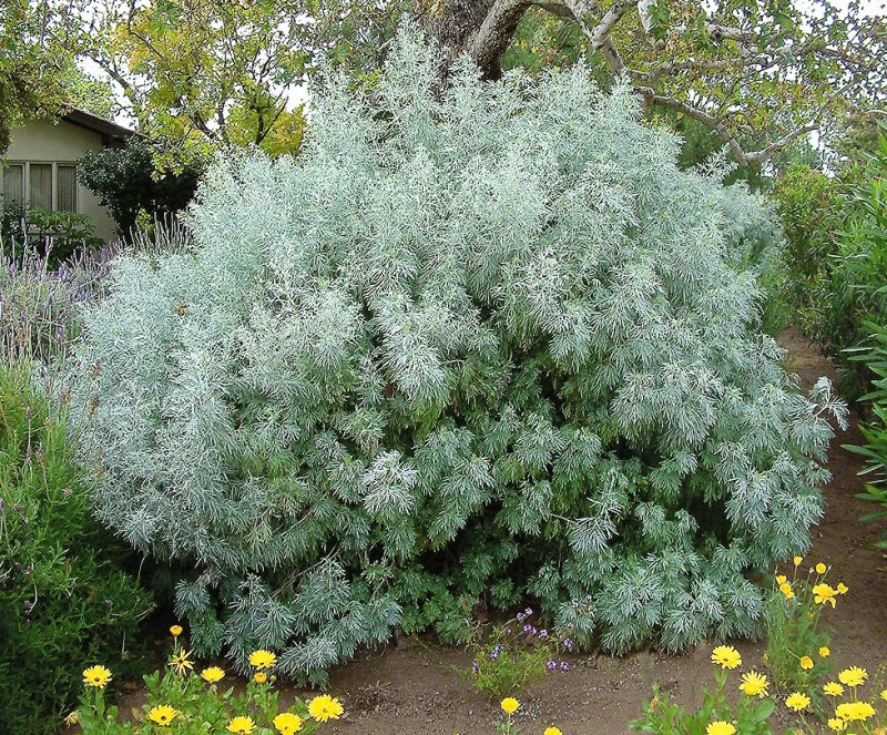 Древовидная Полынь Artemisia abrotanum