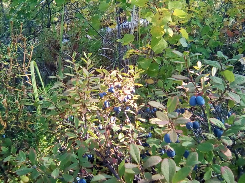 Благоустройство коттеджного поселка живые изгороди